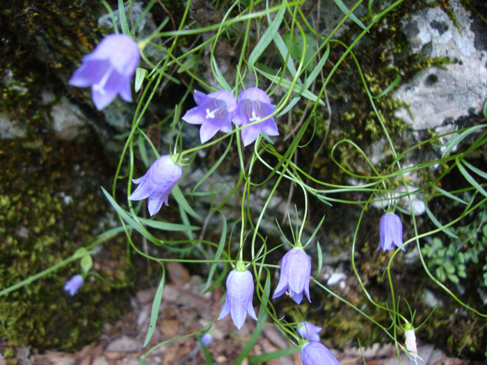 Campanula tanfanii